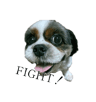 Mix犬ふうはちゃん！（個別スタンプ：15）