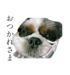 Mix犬ふうはちゃん！（個別スタンプ：16）