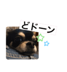 くーぺろこ（個別スタンプ：8）