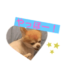 くーぺろこ（個別スタンプ：16）