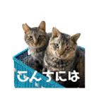 _dog＆catfamily_（個別スタンプ：1）