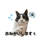 _dog＆catfamily_（個別スタンプ：23）