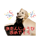 _dog＆catfamily_（個別スタンプ：36）