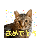 _dog＆catfamily_（個別スタンプ：37）