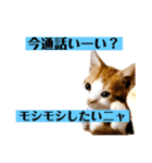 平和猫村ねこづくし（個別スタンプ：1）