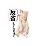 平和猫村ねこづくし（個別スタンプ：4）