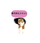 平和猫村ねこづくし（個別スタンプ：6）