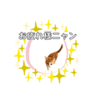 平和猫村ねこづくし（個別スタンプ：10）