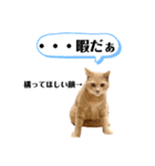 平和猫村ねこづくし（個別スタンプ：11）