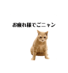 平和猫村ねこづくし（個別スタンプ：12）