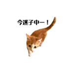 平和猫村ねこづくし（個別スタンプ：14）