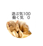 平和猫村ねこづくし（個別スタンプ：16）