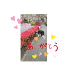 my Border collie＆Standard poodle➀（個別スタンプ：6）