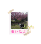 my Border collie＆Standard poodle➀（個別スタンプ：7）