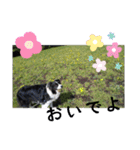 my Border collie＆Standard poodle➀（個別スタンプ：20）