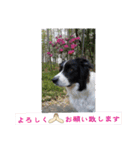 my Border collie＆Standard poodle➀（個別スタンプ：24）