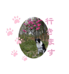 my Border collie＆Standard poodle➀（個別スタンプ：25）