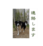 my Border collie＆Standard poodle➀（個別スタンプ：26）