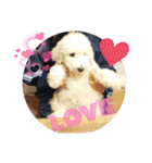 my Border collie＆Standard poodle➀（個別スタンプ：34）