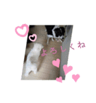 my Border collie＆Standard poodle➀（個別スタンプ：35）