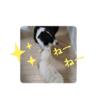 my Border collie＆Standard poodle➀（個別スタンプ：36）