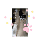 my Border collie＆Standard poodle➀（個別スタンプ：37）