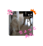 my Border collie＆Standard poodle➀（個別スタンプ：38）