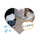 my Border collie＆Standard poodle➀（個別スタンプ：39）