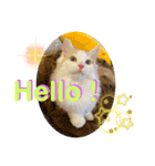 マンチカン猫の英語スタンプ（個別スタンプ：1）