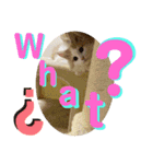 マンチカン猫の英語スタンプ（個別スタンプ：2）