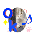 マンチカン猫の英語スタンプ（個別スタンプ：6）