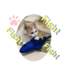 マンチカン猫の英語スタンプ（個別スタンプ：7）