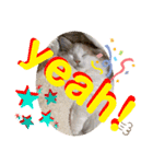 マンチカン猫の英語スタンプ（個別スタンプ：8）