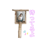 シロボタンくぅちゃん（個別スタンプ：3）