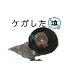 シロボタンくぅちゃん（個別スタンプ：5）