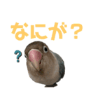 シロボタンくぅちゃん（個別スタンプ：10）