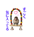シロボタンくぅちゃん（個別スタンプ：11）