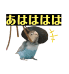 シロボタンくぅちゃん（個別スタンプ：13）