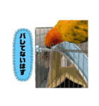 シロボタンくぅちゃん（個別スタンプ：14）