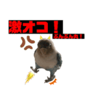 シロボタンくぅちゃん（個別スタンプ：16）