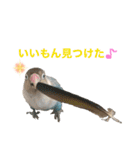 シロボタンくぅちゃん（個別スタンプ：17）
