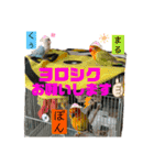シロボタンくぅちゃん（個別スタンプ：19）