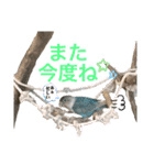 シロボタンくぅちゃん（個別スタンプ：20）