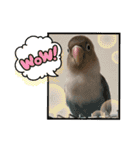 シロボタンくぅちゃん（個別スタンプ：21）