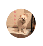 うちのひまわりスタンプ（個別スタンプ：2）