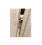 うちのひまわりスタンプ（個別スタンプ：5）