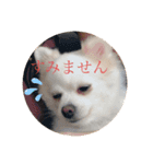 うちのひまわりスタンプ（個別スタンプ：8）
