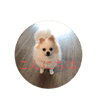 うちのひまわりスタンプ（個別スタンプ：10）