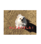 うちのひまわりスタンプ（個別スタンプ：15）