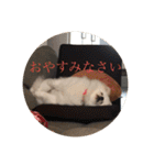 うちのひまわりスタンプ（個別スタンプ：29）